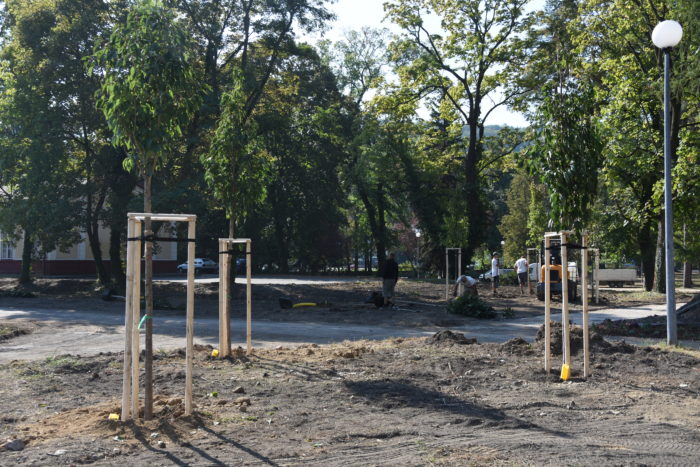 nové stromy v parku