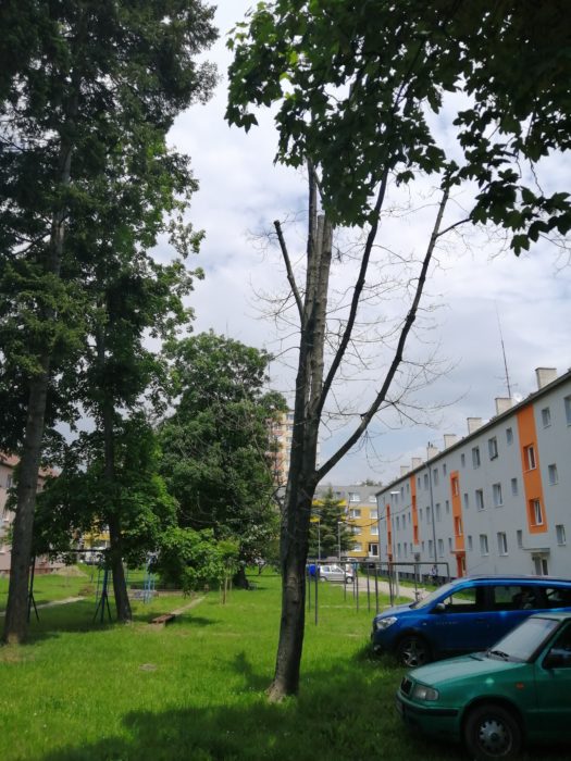chorý - mŕtvy javor