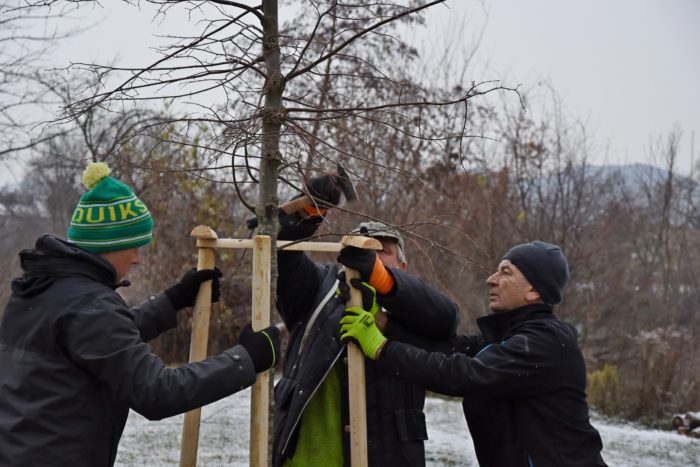 sadenie lipy v zatoke pokoja