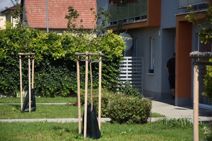javory na Javorinskej