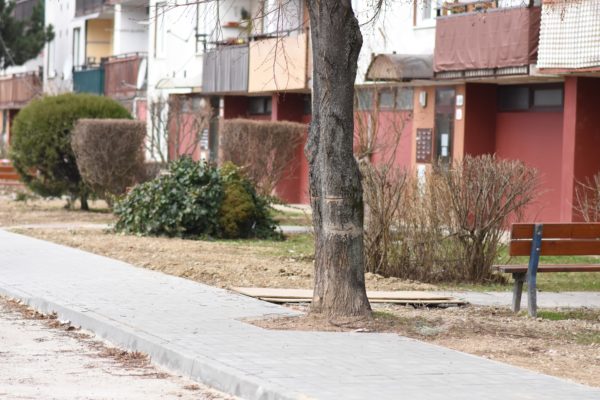 strom na Hollého ulici so zárezmi