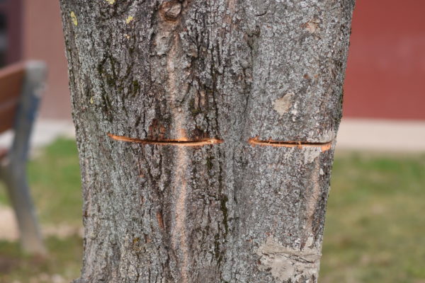 nové a ošetrené zárezy v kmeni stromu