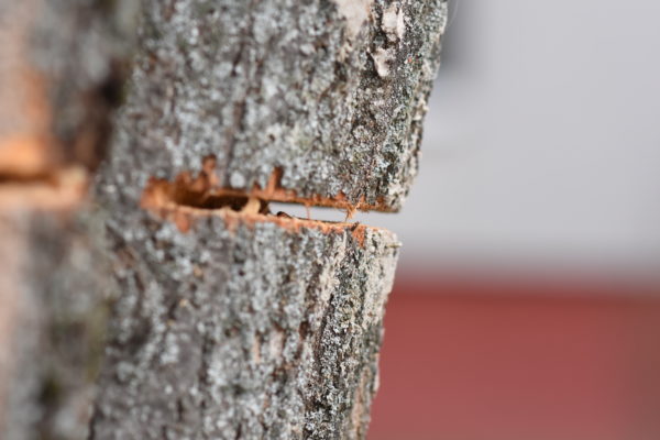 zárezy v kmeni stromu