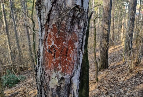 Ilustračný obrázok článku