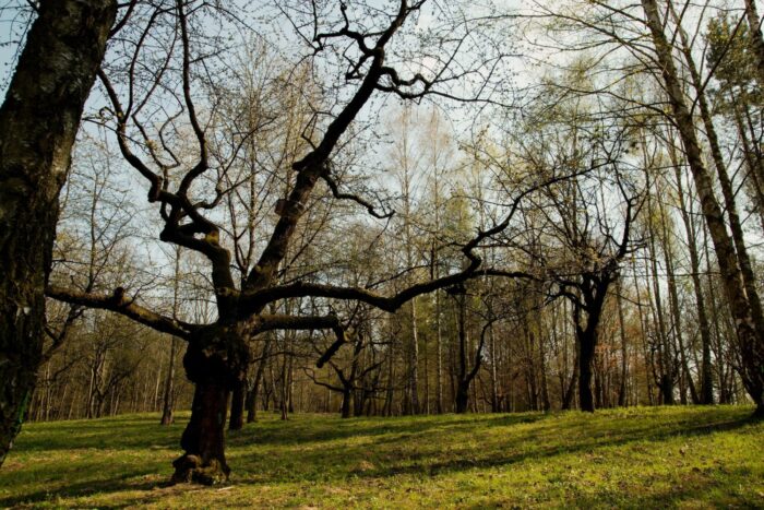 Ilustračný obrázok článku